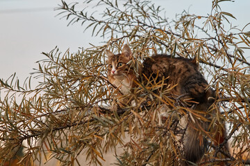 Little fluffy gray-white kitten sitting on a tree. Funny domestic animals