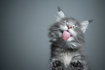 Wall Mural - bottom view of a cute blue tabby maine coon kitten licking glass table on gray background with copy space