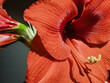 Nahaufnahme einer Blüte der Amaryllis belladonna