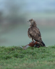 Wall Mural - common buzzard perched on its prey (pheasant) on a grassy mound with countryside in the background.