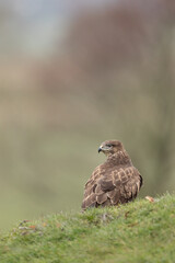 Wall Mural - common buzzard stood on a grassy mound looking over its shoulder.