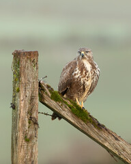 Wall Mural - common buzzard perched on a fence with light green background.