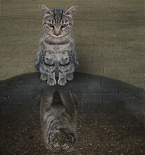 A Gray Cat Looks At His Reflection In A Puddle After The Rain. He Sees A Tiger There.