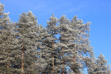 trees in front of blue cloudless sky