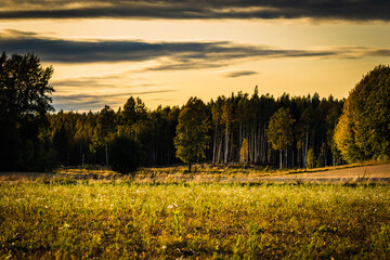 sunset in the field