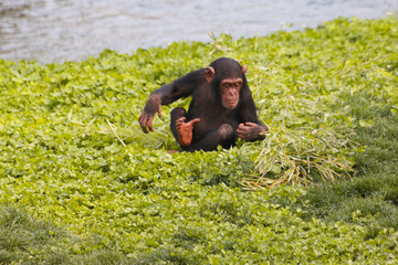 monkey on the grass