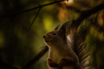 squirrel on the tree