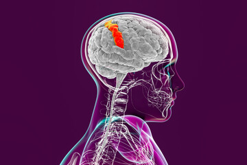 Sticker - Human brain in body with highlighted postcentral gyrus