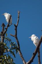 Cattle Egrets Bubulcus Ibis On A Tree. Tala. Madhya Pradesh. India.