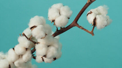 Wall Mural - Cotton branch. Real delicate soft and gentle natural white cotton balls flower branches on light green background. Flowers composition. flat lay. top view. minimal style.