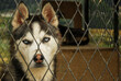 Sad dog locked in the cage. Portrait of a beautiful Siberian husky dog ​​behind bars.