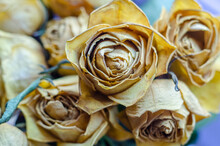 A Bunch Of Yellow Roses Which Have Aged, Dried Up And Withered From Their Former Glory.