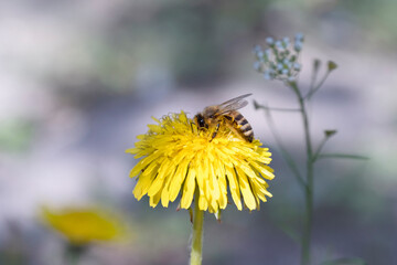 Wall Mural - Honey bee  on a dandelion flower, close-up. Place for text.