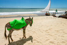 Painted Donkeys At Cumbuco Beach For Tourist Rides. Fortaleza, Ceara, Brazil