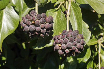 Canvas Print - berries of atlantic ivy