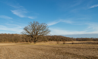 Solitary tree along the dirt road on a cold winter afternoon.  Magnolia, Illinois.