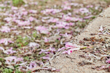 Several Pink Leaves On The Ground