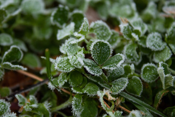 Frost on clover