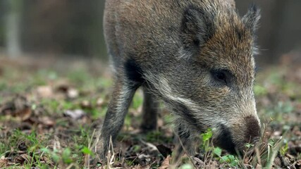 Wall Mural - closeup young wild boar sus scrofa calm piggy looking for nutriment in dark woods. wildlife tranquil