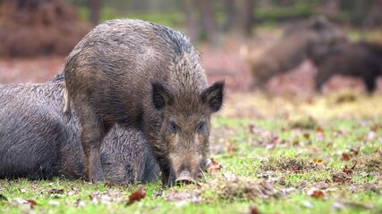 Wall Mural - cute swine sus scrofa family on the food trip in dark forest. group of wild boar, mother care about 