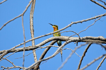 Wall Mural - Close-up Blue-Tailed Bee-Eater Bird or Merops Philippinus Perched on Tree Branch