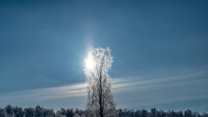 Wall Mural - Sparkling snowflakes in a clear sky against a background of birch covered with frost in the direct rays of the sun