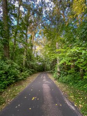 Wall Mural - path in the woods