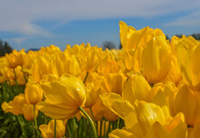Yellow Tulips Against Blue Sky
