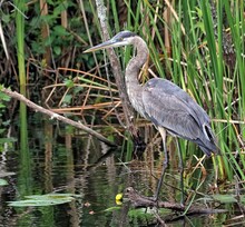 Great Blue Heron Waiting Patiently For A Meal In The Everglades National Park. Ardea Herodias.