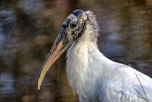 Left Side Head And Neck Shot Of A Wood Stork.