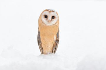 Wall Mural - Barn owl under snowstorm looking at camera (Tyto alba)