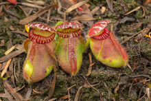 Three Pitchers Of The Albany Pitcher Plant (Cephalotus Follicularis) Found North Of Denmark In Western Australia