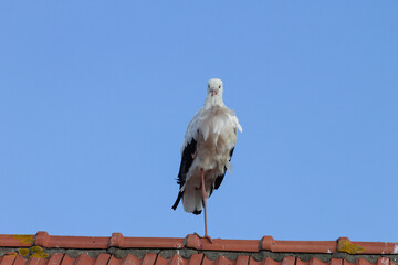 Wall Mural - Stork sitting on a rooftop, light blue sky II