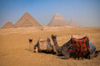 viewpoint of the great Pyramids of Giza, Egypt with bedouin camels sat in the sahara desert