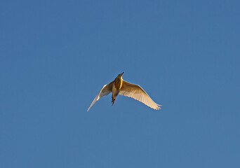 Wall Mural - Squacco heron in flight against blue sky background