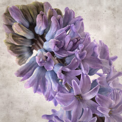 Wall Mural - stylish textured square old paper background with Hyacinth flowering spike 