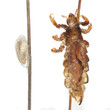 The body lousHead lice (louse) on human hair. On the left an egg on the right an adult insect on a haire Pediculus humanus on the hair
