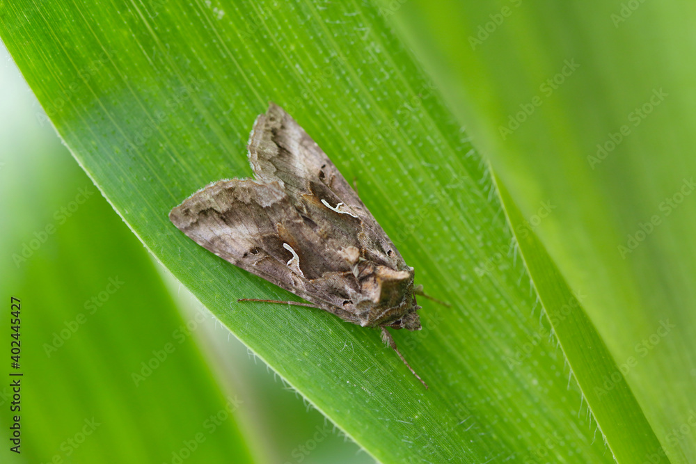 The Silver Y (Autographa gamma) is a migratory moth of the family ...