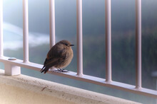 Small Nice And Fat Bird On The Balcony