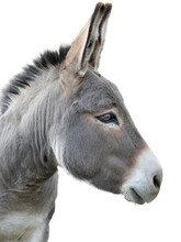 Donkey Portrait Isolated On White Background