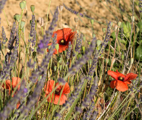 Wall Mural - Coquelicots dans la lavande à Banon, France