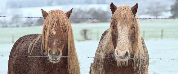 2 long-haired ponies, horses in cold winter-like landscape, in a hilly cold farmers field