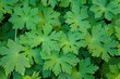 Geranium macrorrhizum or bigroot geranium green leaves background