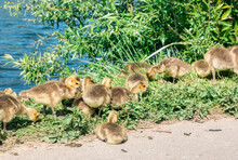 Canada Goose Goslings On Bank Of Ruhr River