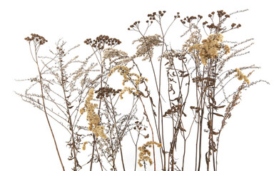 Wall Mural - dry field flowers in winter isolated on white background. dry wild meadow grasses or herbs.
