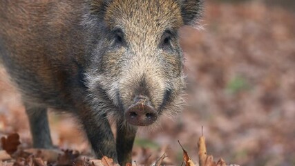 Wall Mural - closeup young wild boar sus scrofa calm piggy looking for nutriment in dark woods. wildlife tranquil