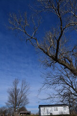 Sticker - Trees in a Field