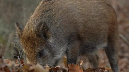 Wall Mural - closeup young wild boar sus scrofa calm piggy looking for nutriment in dark woods. wildlife tranquil