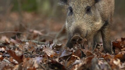 Wall Mural - closeup young wild boar sus scrofa calm piggy looking for nutriment in dark woods. wildlife tranquil