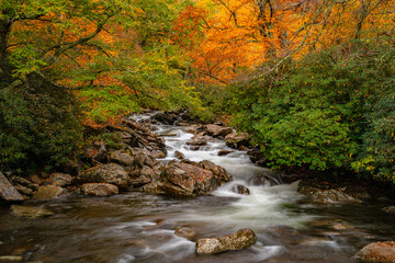 Wall Mural - Fall Colors Changing Over West Prong little Pigeon River